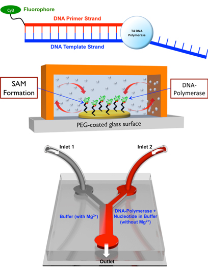 Single-molecule motor and pump