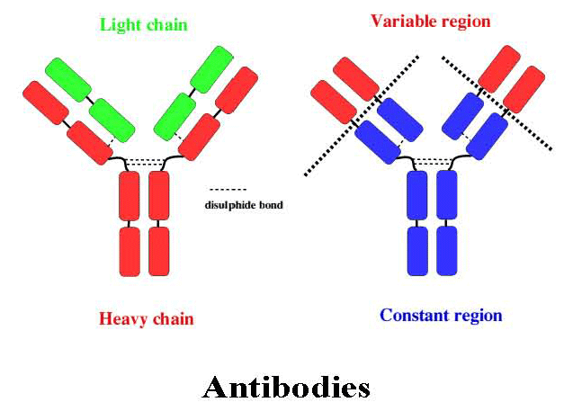 chart of antibodies
