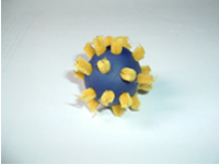 model of rhinovirus