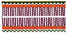 Image drawing of the lipid bilayer of the plasma membrane