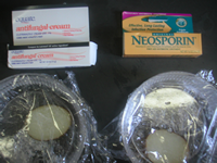 Cell items needed for this experiment Cell culture experiment items