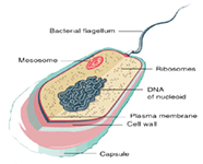 drawing of cell structure