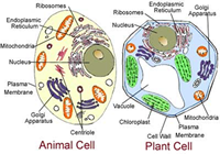 labeled graph of cell structure