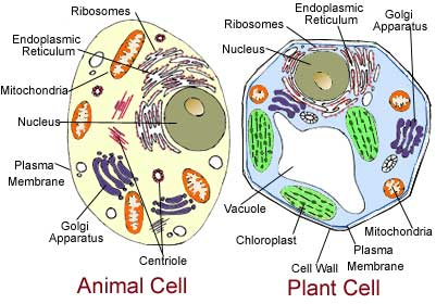 This is a diagram of the organelles in a typical animal and plant cell. While there are some differences between the two types of cells, a plasma membrane surrounds cells in both plants and animals. Time 30 Minutes Age Appropriateness 9-12 years old INTRODUCTION A cell is the most basic form of life. Some living things are only made up of one single cell! However, many other living things are made of many cells, sometimes trillions. In fact, humans are made up of approximately 5 trillion cells. Within each cell, there are special parts illustration of cell structure