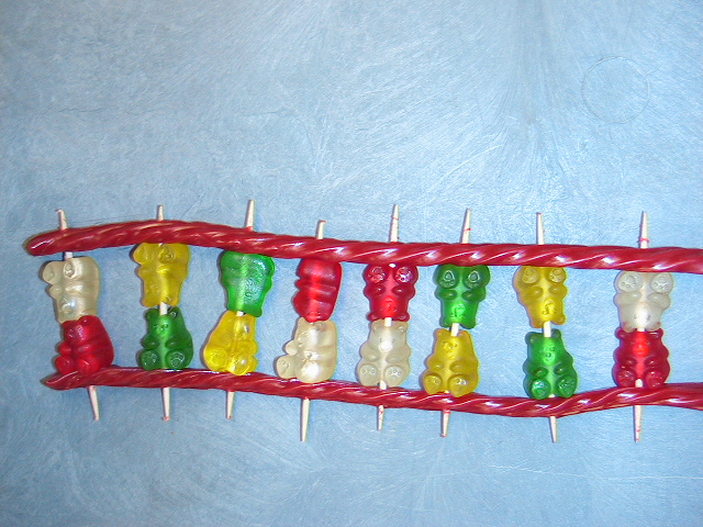 model of a dna strand