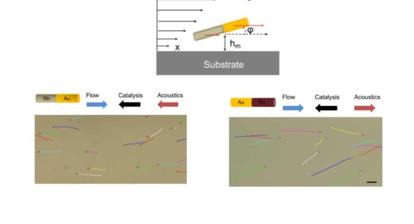 Acoustic Regulated Rheotaxis of Catalytic Micromotors