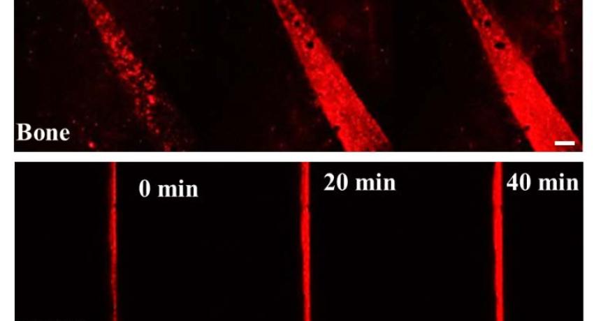 The colorimetric assay measures increase in cell growth, induced by the drug, signified by increase in optical density and confirms the delivery of an active agent and thus induced cell proliferation.