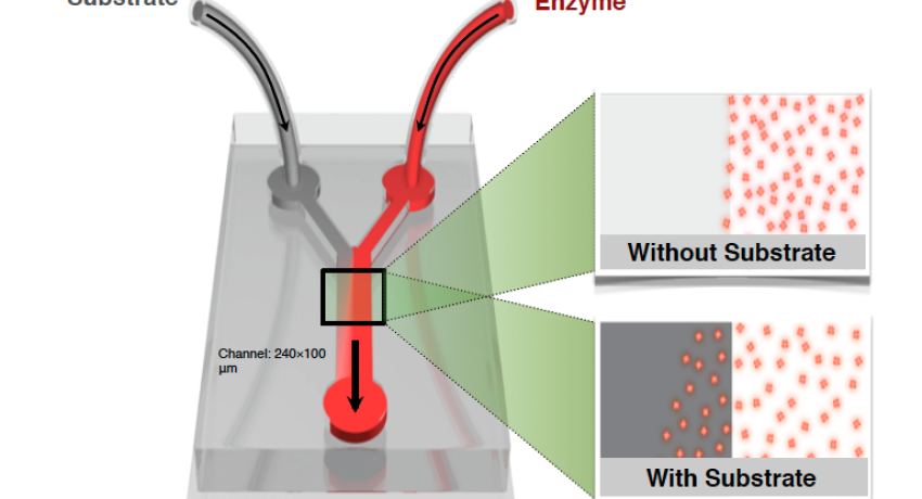 A Y-shaped microfluidic device generates a gradient in the concentration of “substrate,” the fuel for an enzyme.