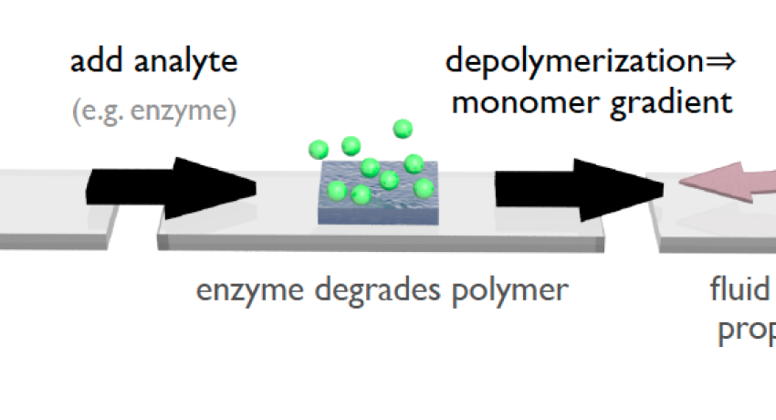 depolymerization products create a concentration gradient that pumps fluids and insoluble particles away from the bulk polymer by diffusiophoresis, thereby amplifying the original signal.