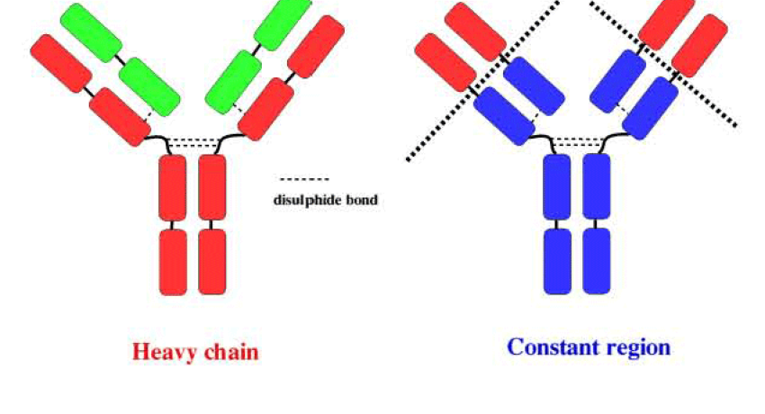 chart of antibodies