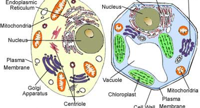 illustration of cell structure