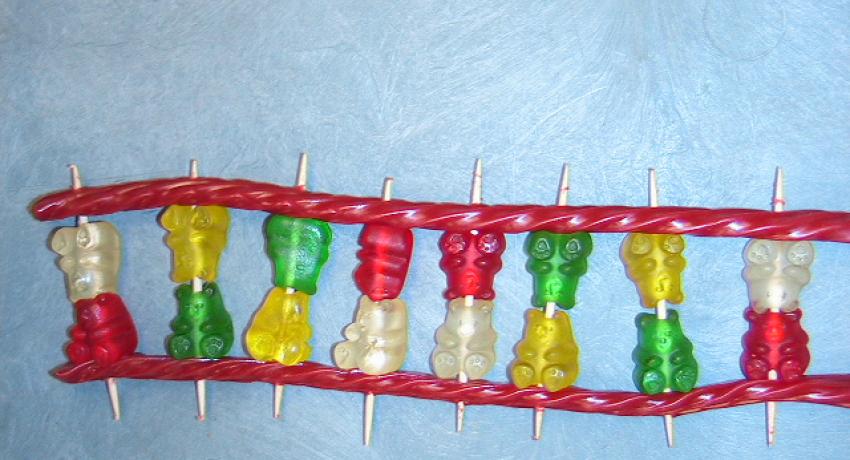 model of a dna strand